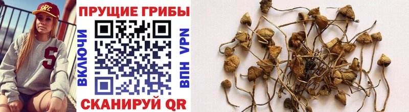 как найти закладки  Боготол  Псилоцибиновые грибы Psilocybe 